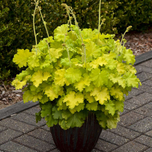 Lemon Love heuchera with lime-green leaves in a pot