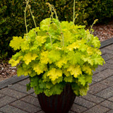 Lemon Love heuchera with lime-green leaves in a pot