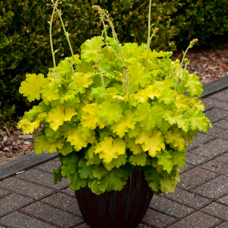 Lemon Love heuchera with lime-green leaves in a pot