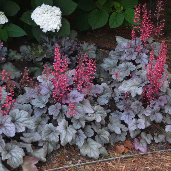 Silver Gumdrop heuchera with silver leaves in a pot