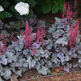 Silver Gumdrop heuchera with silver leaves in a pot