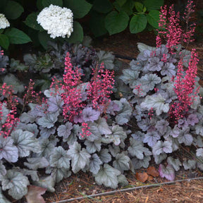 Silver Gumdrop heuchera with silver leaves in a pot