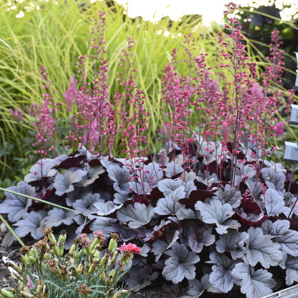 Silver Gumdrop heuchera with silvery leaves in a pot