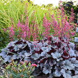 Silver Gumdrop heuchera with silvery leaves in a pot