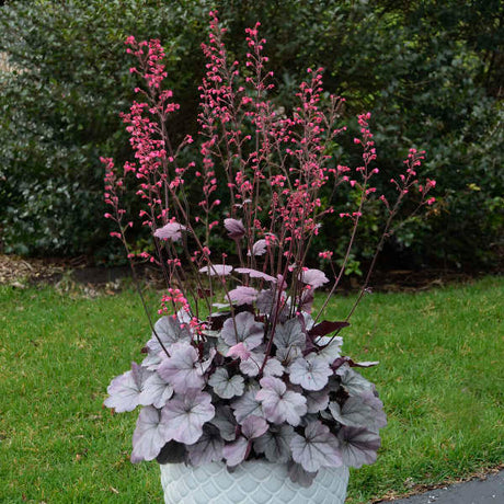 Heuchera Silver Gumdrop with silver leaves in a pot