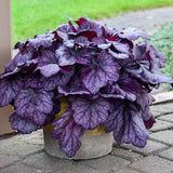 Primo® 'Wild Rose' Heuchera | Proven Winners