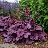 Primo® 'Wild Rose' Heuchera | Proven Winners