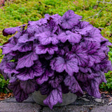 Primo® 'Wild Rose' Heuchera | Proven Winners