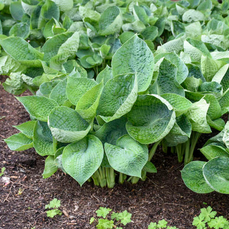Abiqua Drinking Gourd hosta in a nursery pot