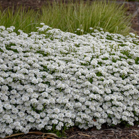 Alexander's White evergreen candytuft in a nursery pot