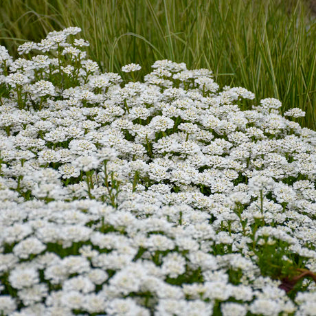 Alexander's White evergreen candytuft in white bloom
