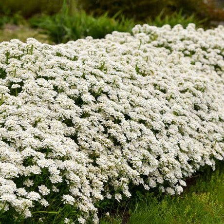 Alexander's White evergreen candytuft with white blooms
