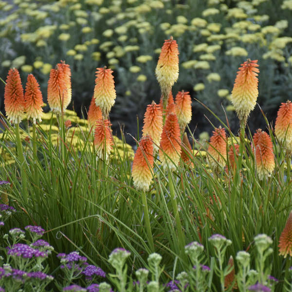 Pyromania® 'Hot and Cold' kniphofia | Proven Winners – Creekside