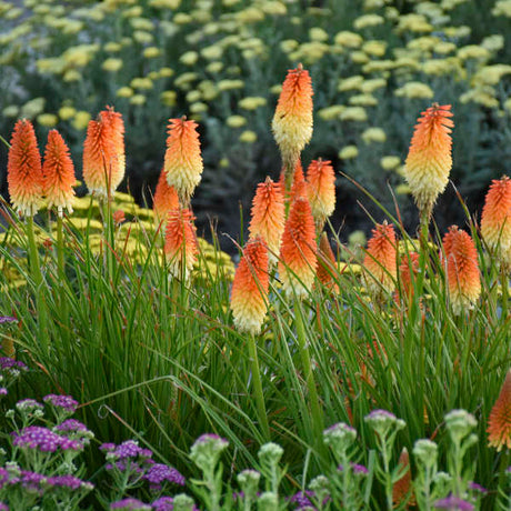 Kniphofia Pyromania Hot and Cold in a nursery pot