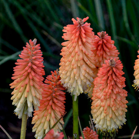 Kniphofia ‘Hot and Cold’ with red and cream flower spikes