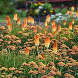 Kniphofia Pyromania Hot and Cold in a nursery pot