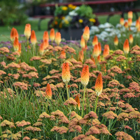 Kniphofia Pyromania Hot and Cold in a nursery pot