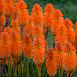 Pyromania Orange Blaze kniphofia in bloom in a pot