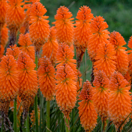 Pyromania Orange Blaze kniphofia in bloom in a pot