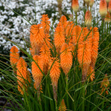 Pyromania Orange Blaze kniphofia in a pot with orange blooms