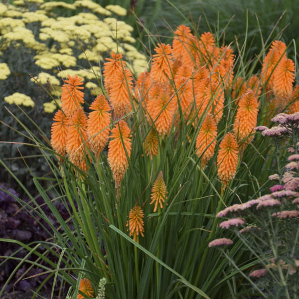 Pyromania® 'Orange Blaze' kniphofia | Proven Winners – Creekside