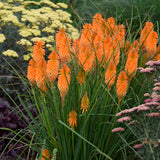 Kniphofia Orange Blaze with orange flower spikes in a pot