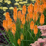 Pyromania Orange Blaze kniphofia in bloom in a pot