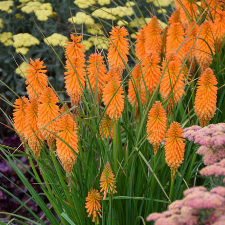 Pyromania Orange Blaze kniphofia in bloom in a pot