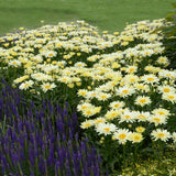 Amazing Daisies Banana Cream II Shasta Daisy in bloom