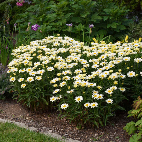 Amazing Daisies Banana Cream II Shasta Daisy blooming in a pot