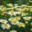 Amazing Daisies Banana Cream II Shasta Daisy in bloom