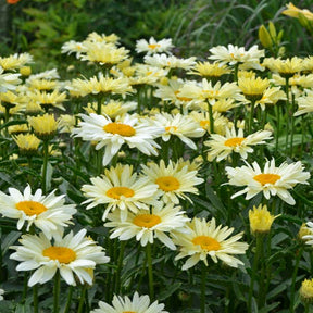 Amazing Daisies Banana Cream II Shasta Daisy in bloom