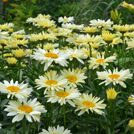 Amazing Daisies Banana Cream II Shasta Daisy in bloom