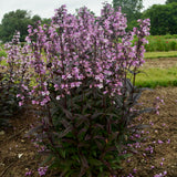 Midnight Masquerade penstemon with purple flowers in pot