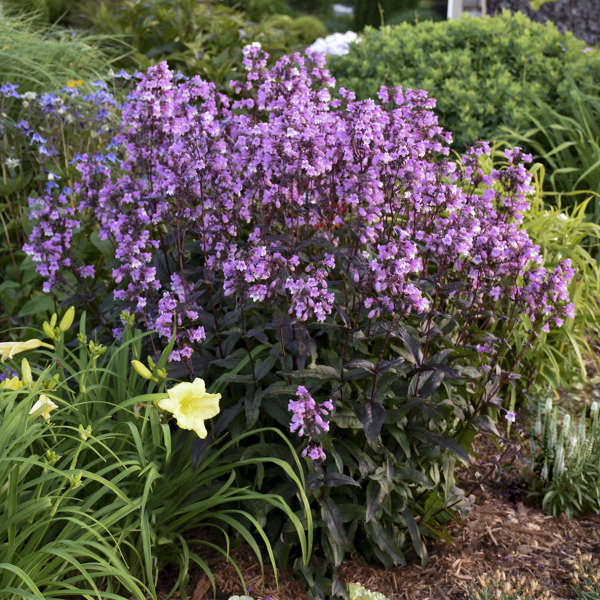 Midnight Masquerade penstemon with dark purple flowers in a pot