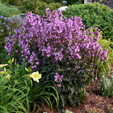 Midnight Masquerade penstemon with dark purple flowers in a pot