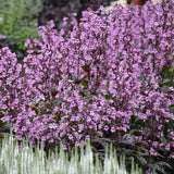 Midnight Masquerade penstemon with purple flowers in a pot