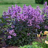 Midnight Masquerade penstemon with purple flowers and dark foliage