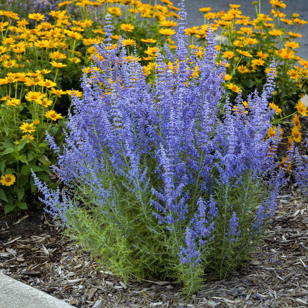 Denim 'n Lace' Russian Sage – Creekside Nursery, Inc