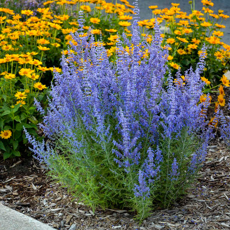 Denim 'n Lace' Russian sage with purple flowers and gray foliage
