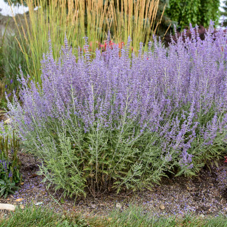 Denim 'n Lace' Russian sage with purple blooms and gray-green foliage