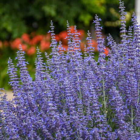 Denim 'n Lace' Russian sage with purple flowers in bloom