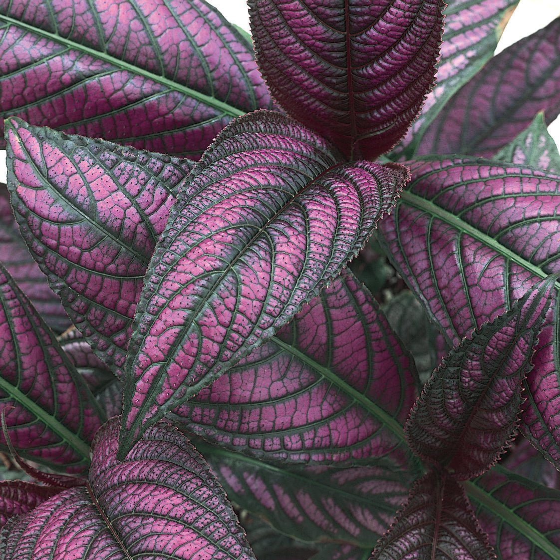 Proven Accents Persian Shield in a nursery pot
