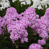 Luminary™ Phlox paniculata 'Opalescence' | Proven Winners®