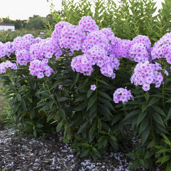 Luminary™ Phlox paniculata 'Opalescence' | Proven Winners®