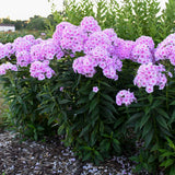 Luminary™ Phlox paniculata 'Opalescence' | Proven Winners®