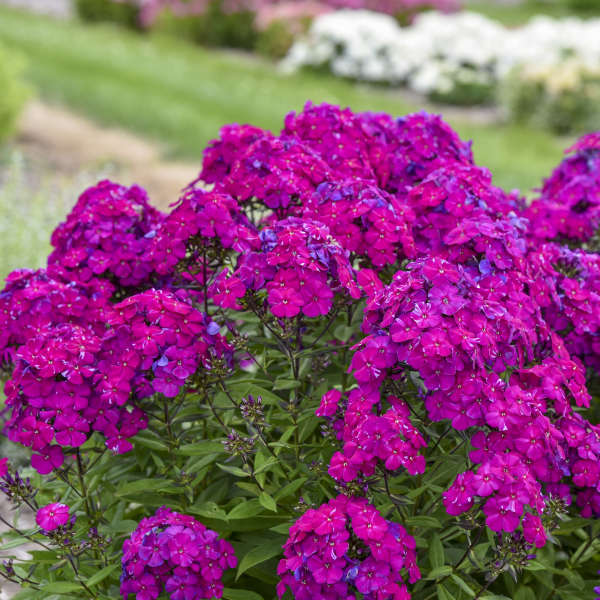 Phlox paniculata Ultraviolet with purple blooms in pot