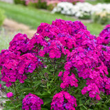Phlox paniculata Ultraviolet with purple blooms in pot