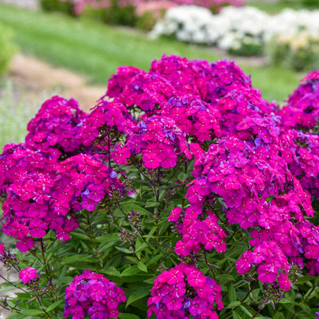 Phlox paniculata Ultraviolet with purple blooms in pot