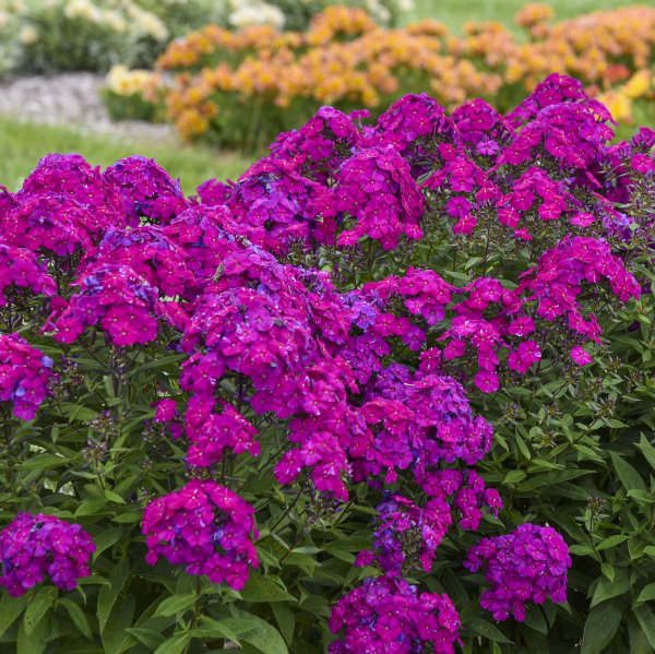 Phlox paniculata 'Ultraviolet' in bloom with purple flowers
